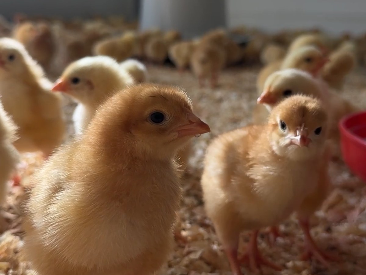 Pollets de pocs dies sobre el jaç de viruta